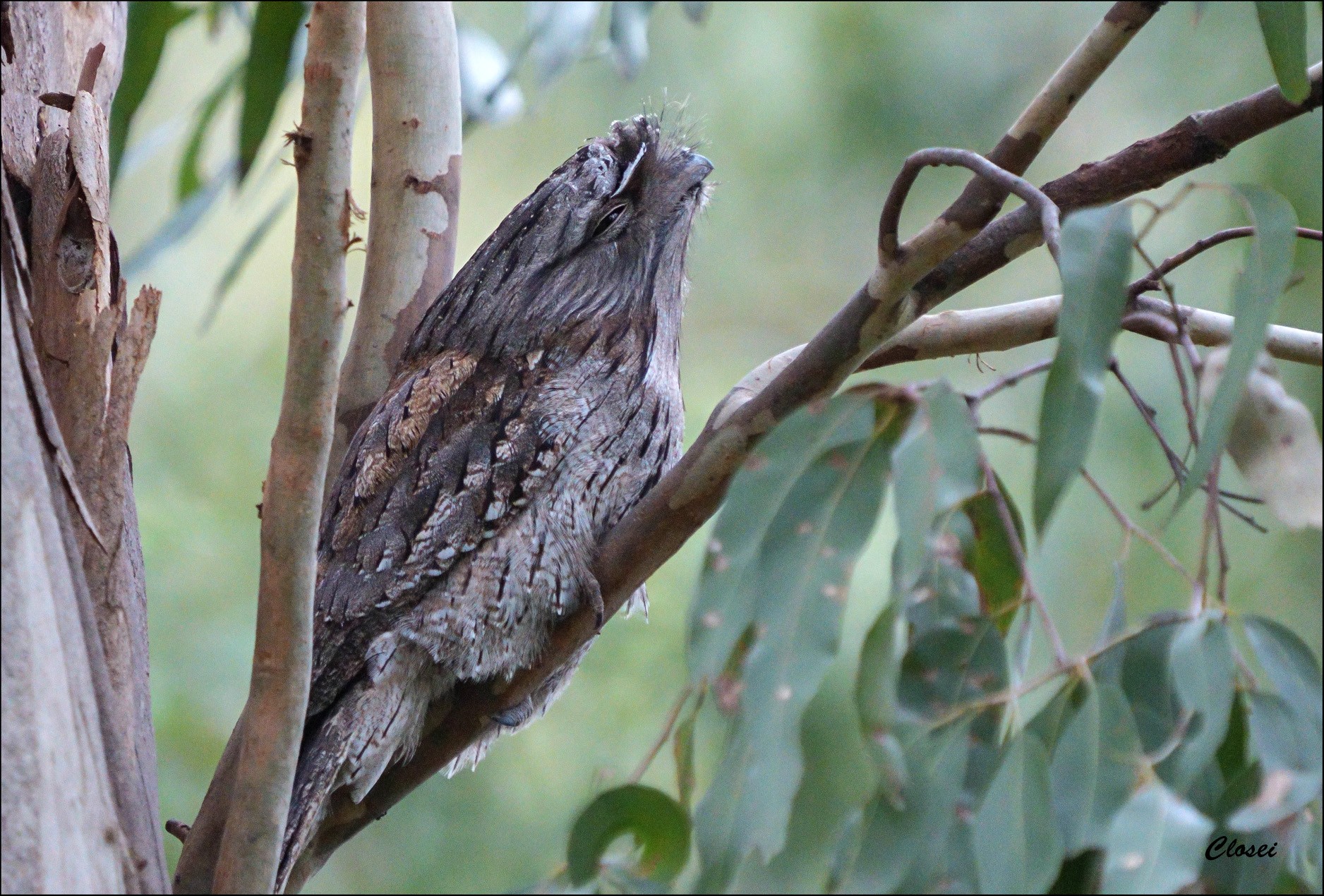 Tawney Frogmouth r.jpg