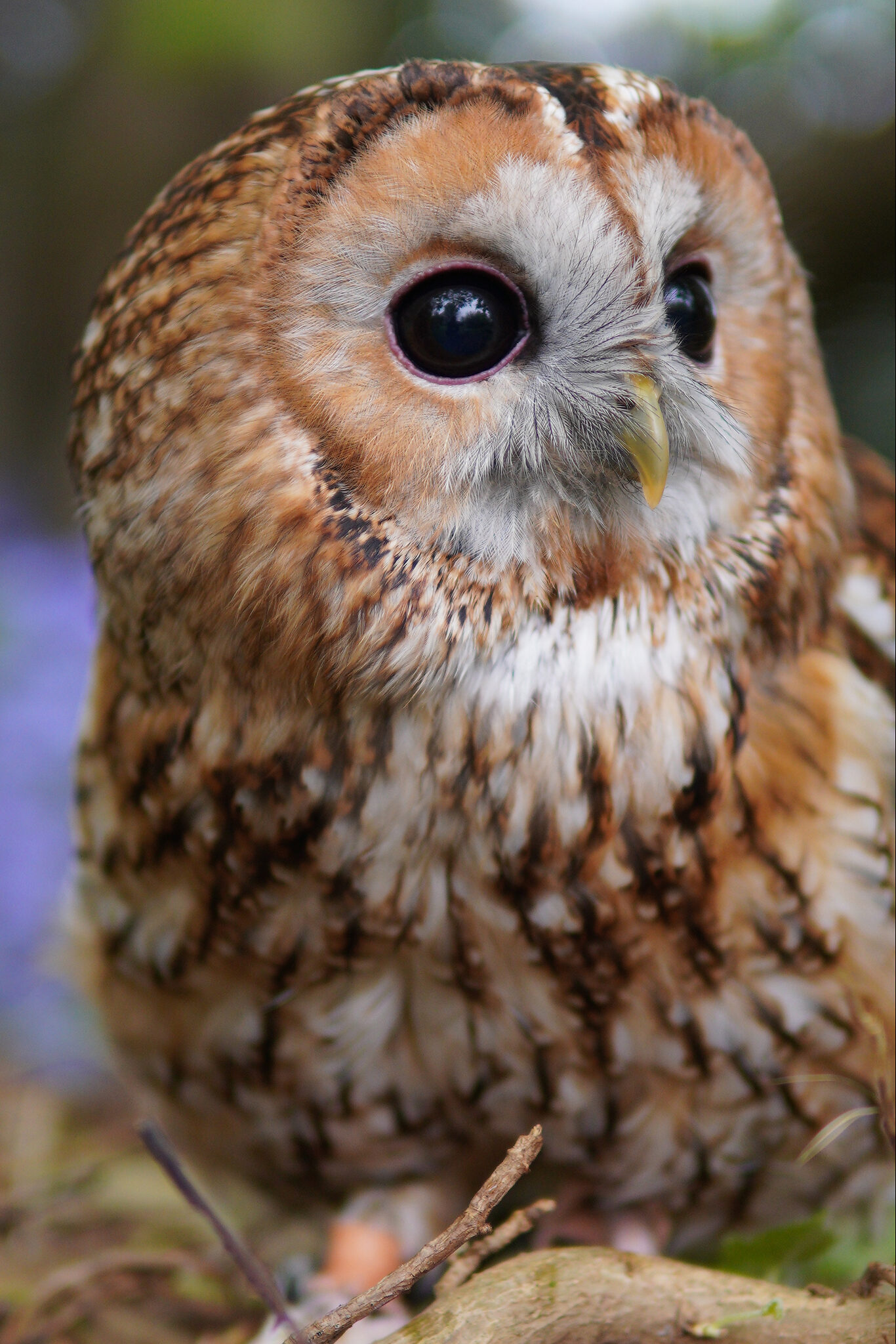 Tawny Owl