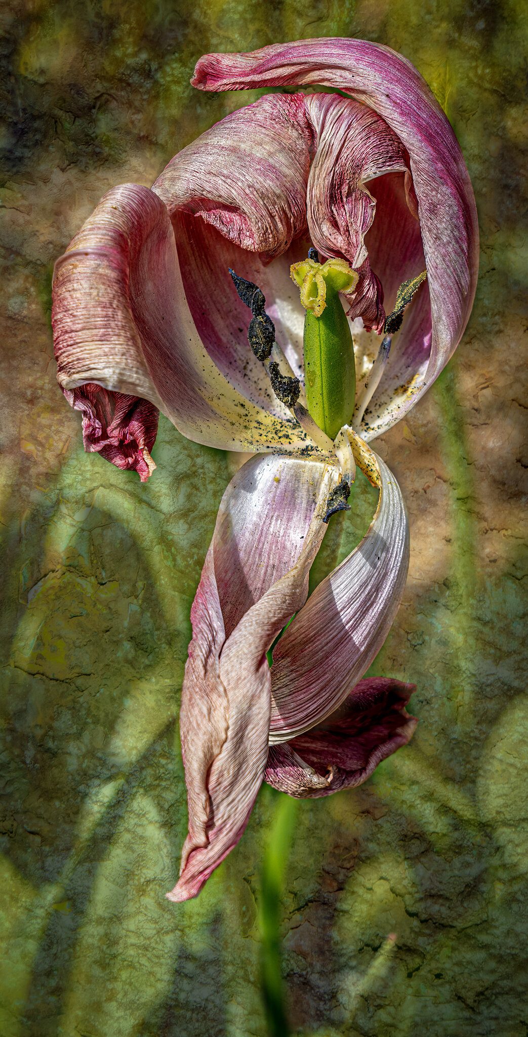 Textured Tulip4.jpg