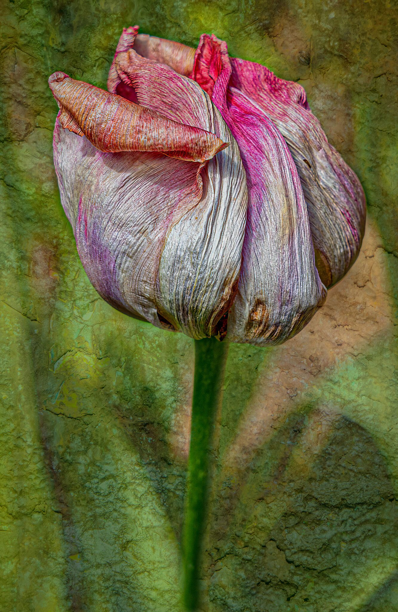 Textured Tulip5.jpg