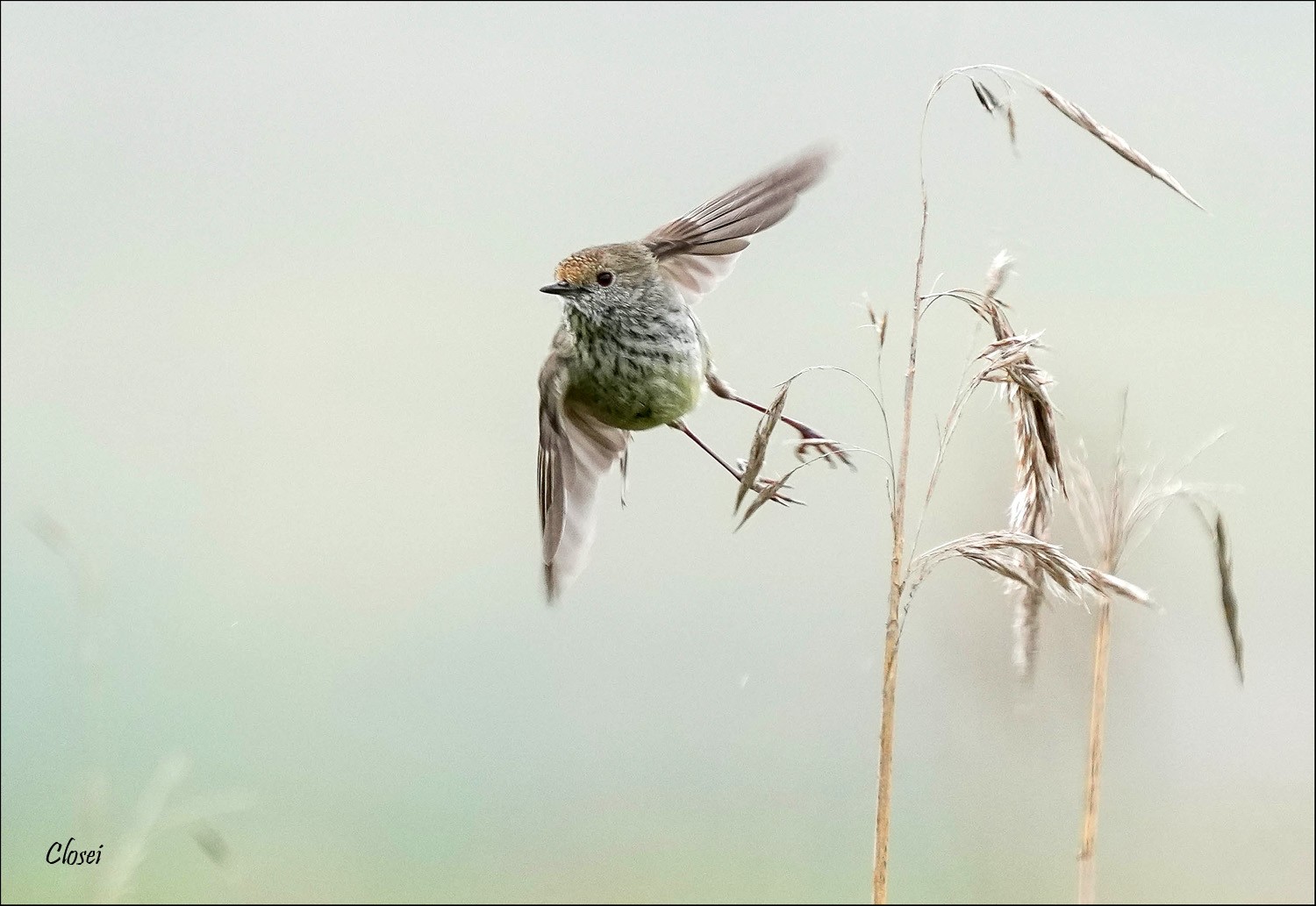 Thornbill r.jpg