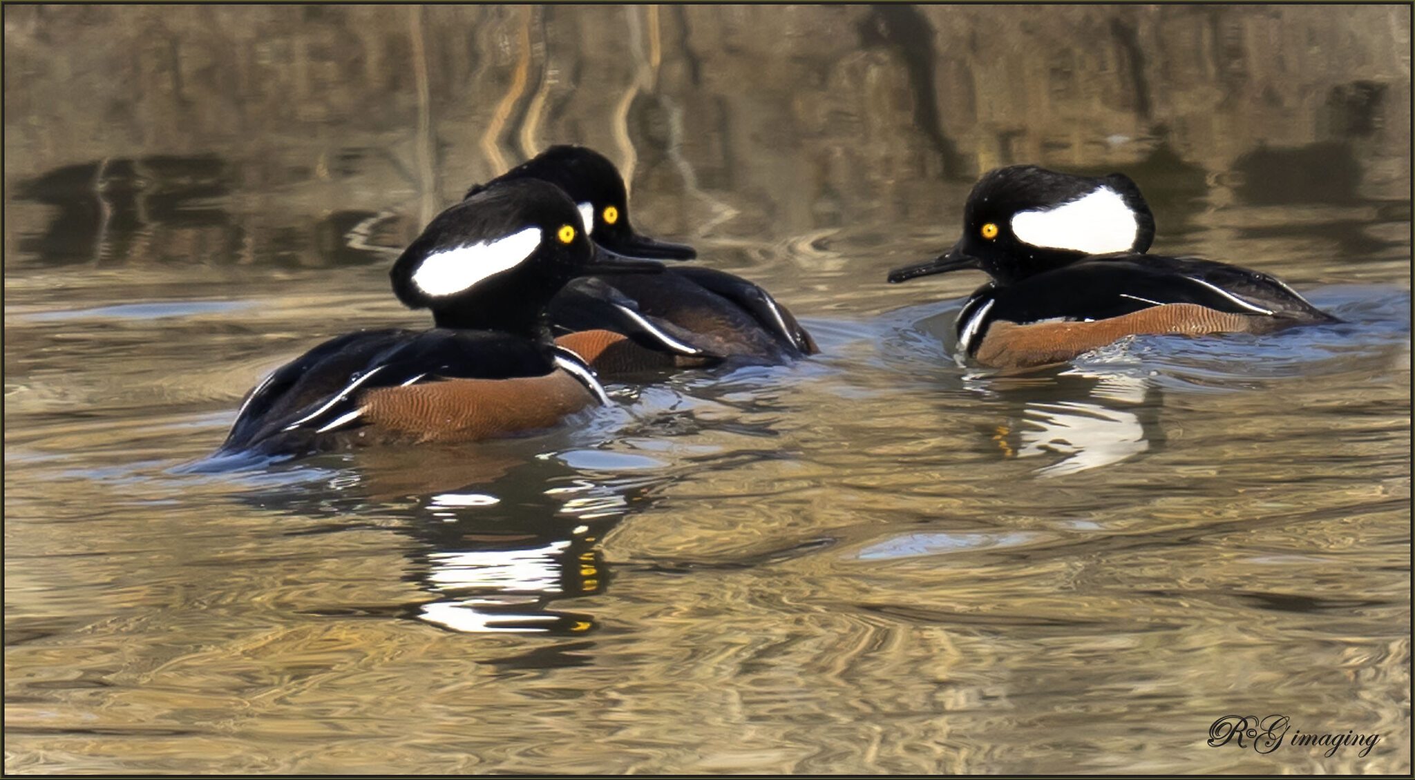 Three Hooded Mergansers at Forsythe A7 M3 Nov m.jpg