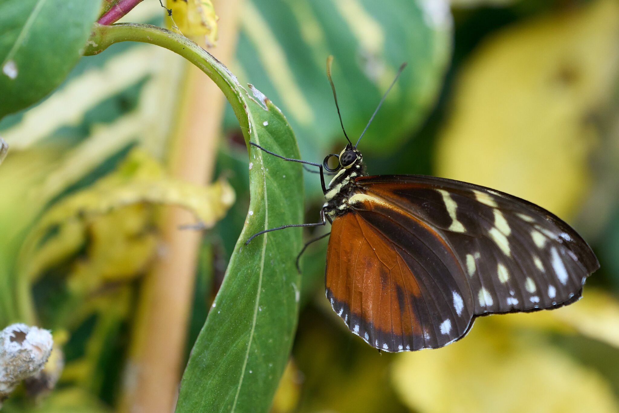 Tiger Longwing -South Coast Botanical Gardens - 05162024 - 05- DN.jpg