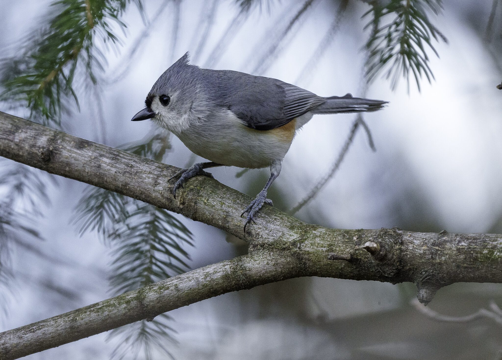 TitMouse.jpg