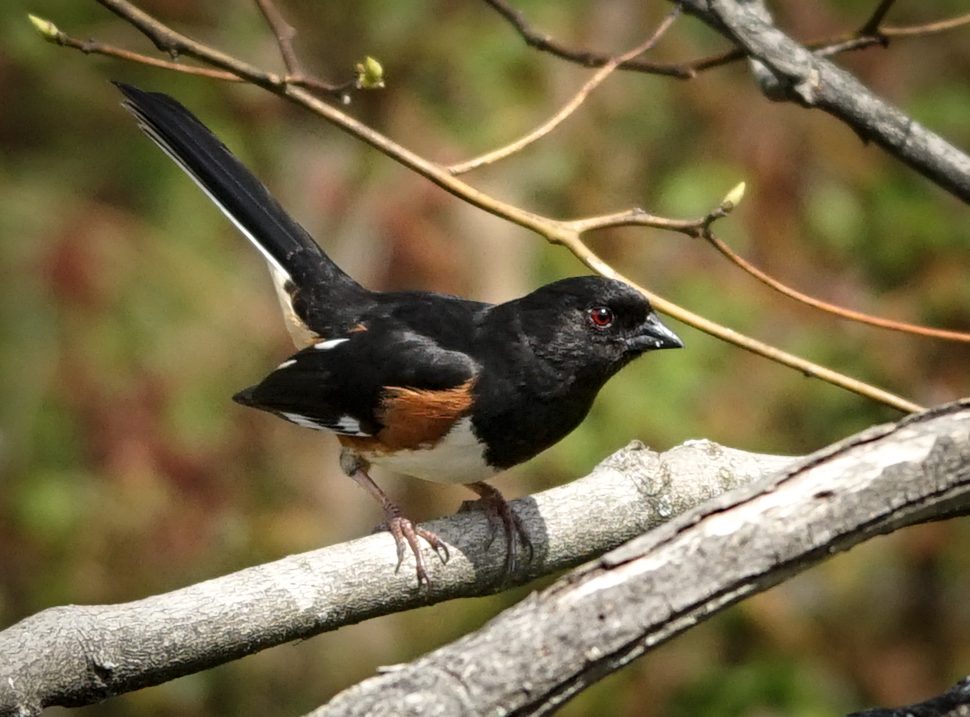 Towhee