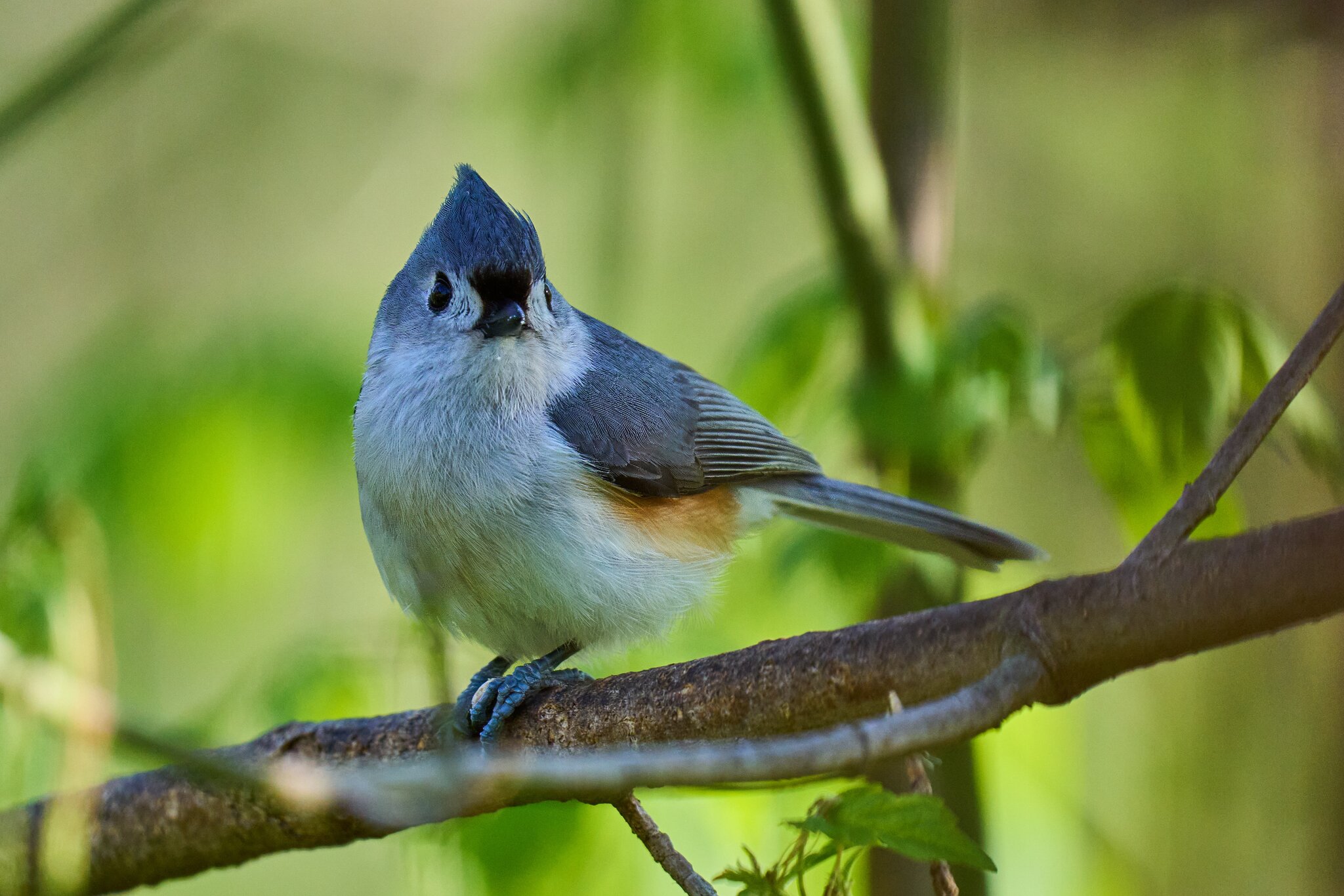 Tufted Titmouse - Ashland - 04222024 - 01- DN.jpg