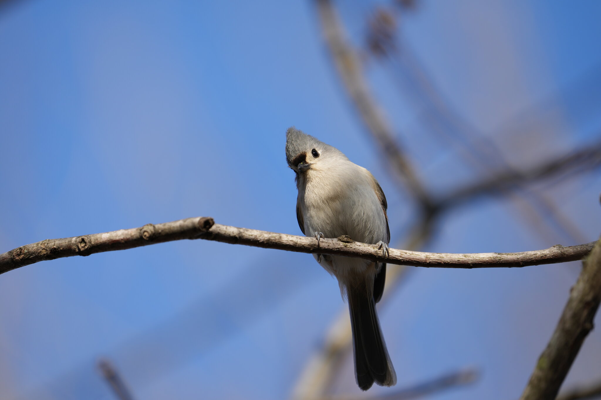 Tufted titmouse