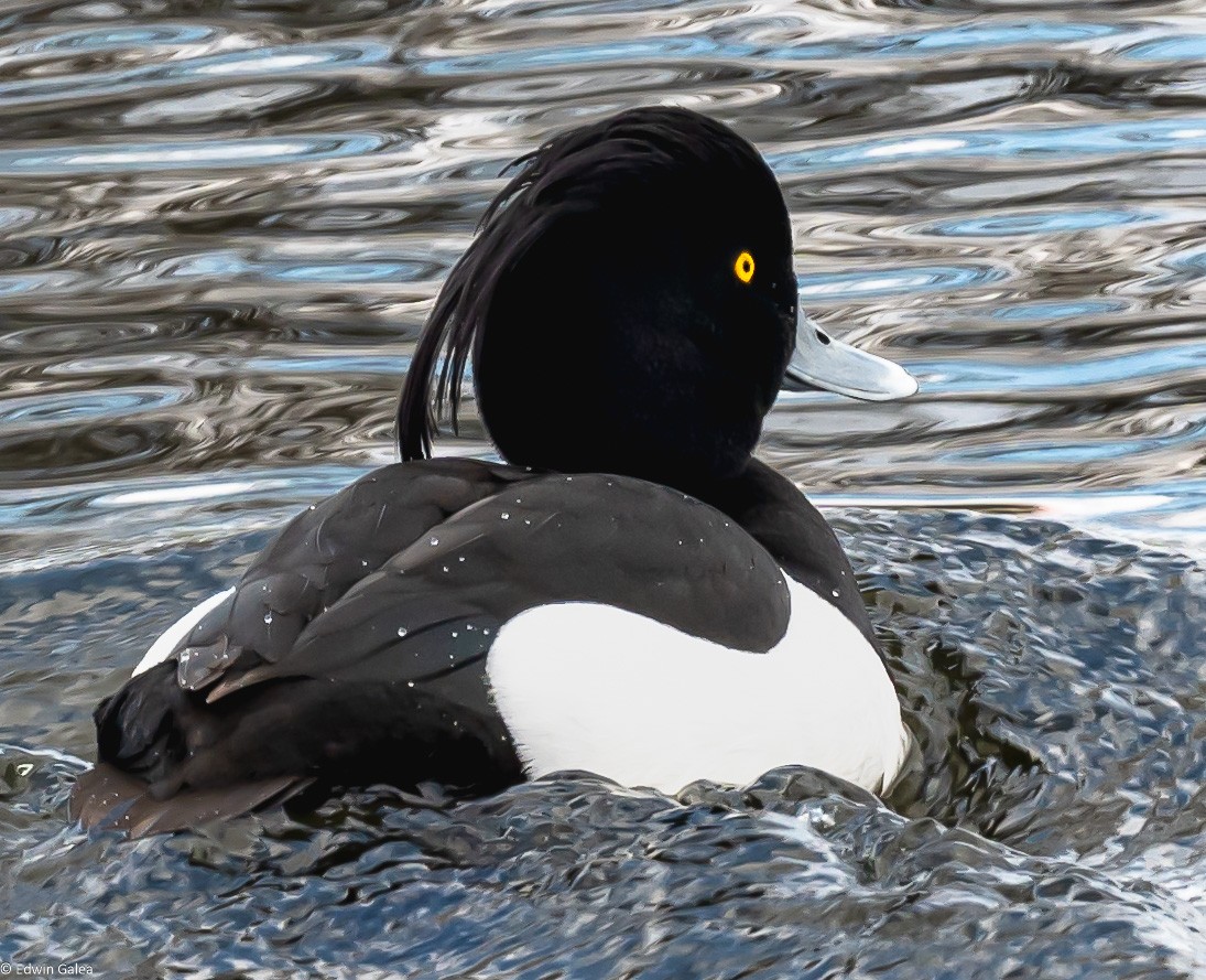 tufted_duck-3.jpg