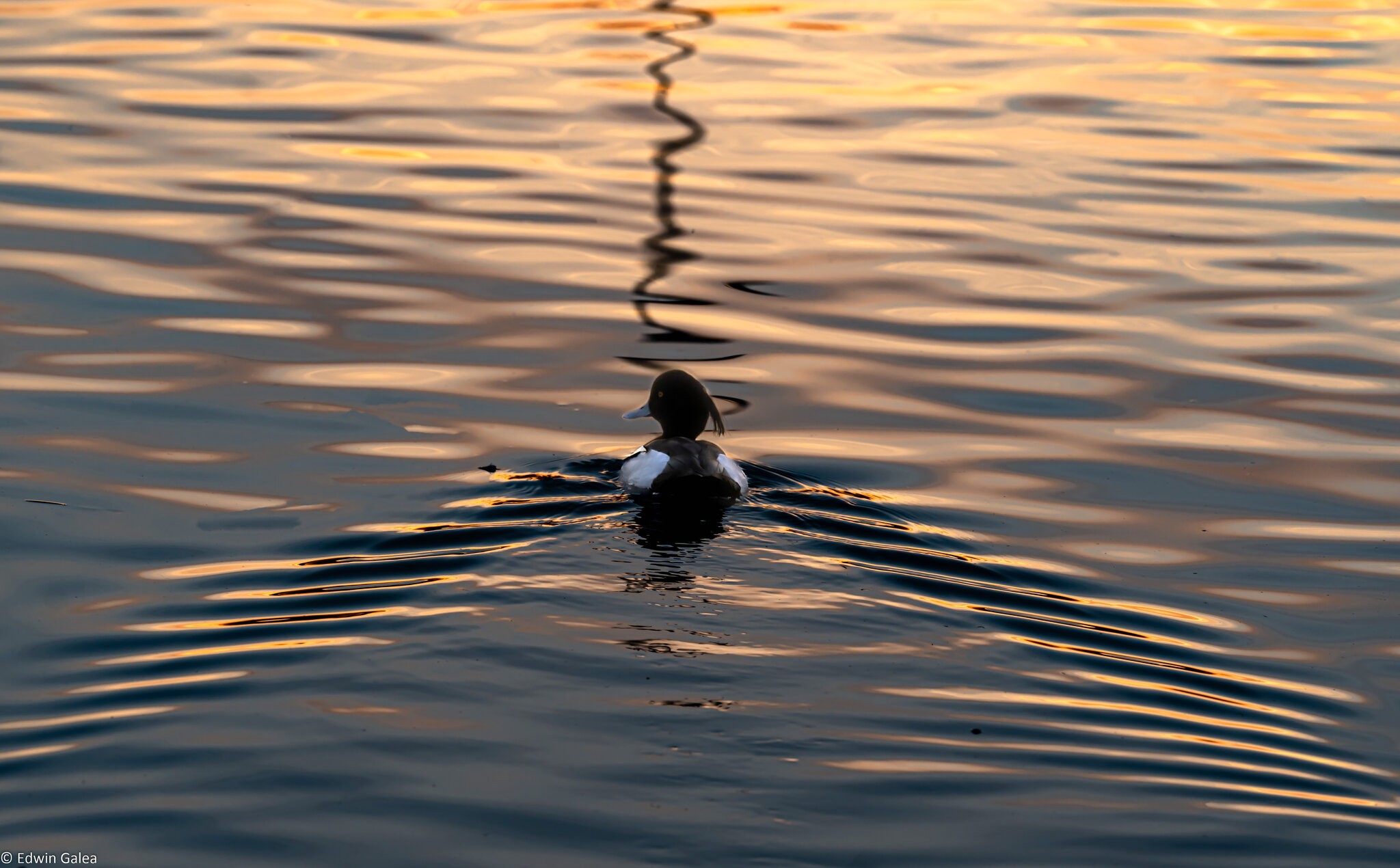 tuftedduck-1.jpg