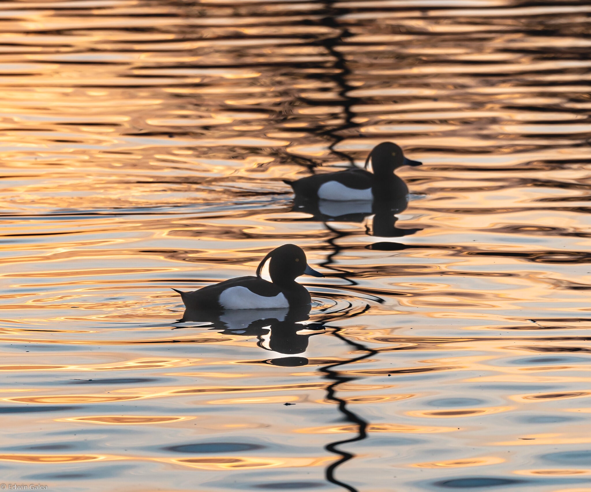 tuftedduck_pair-2.jpg