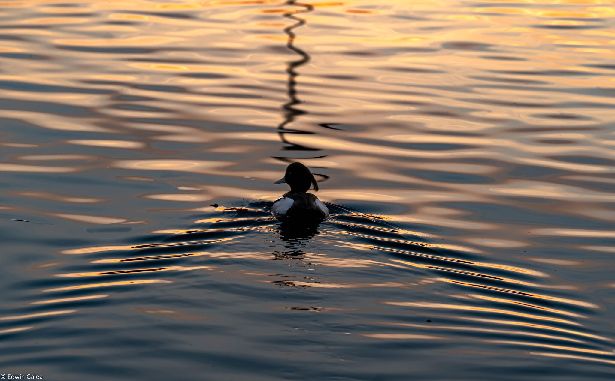 tuftedduck_reduceexposure2-1.jpg