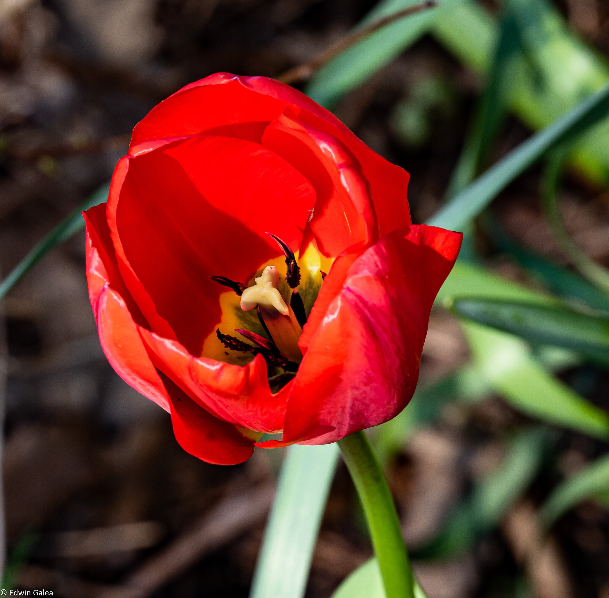 tulip-4.jpg