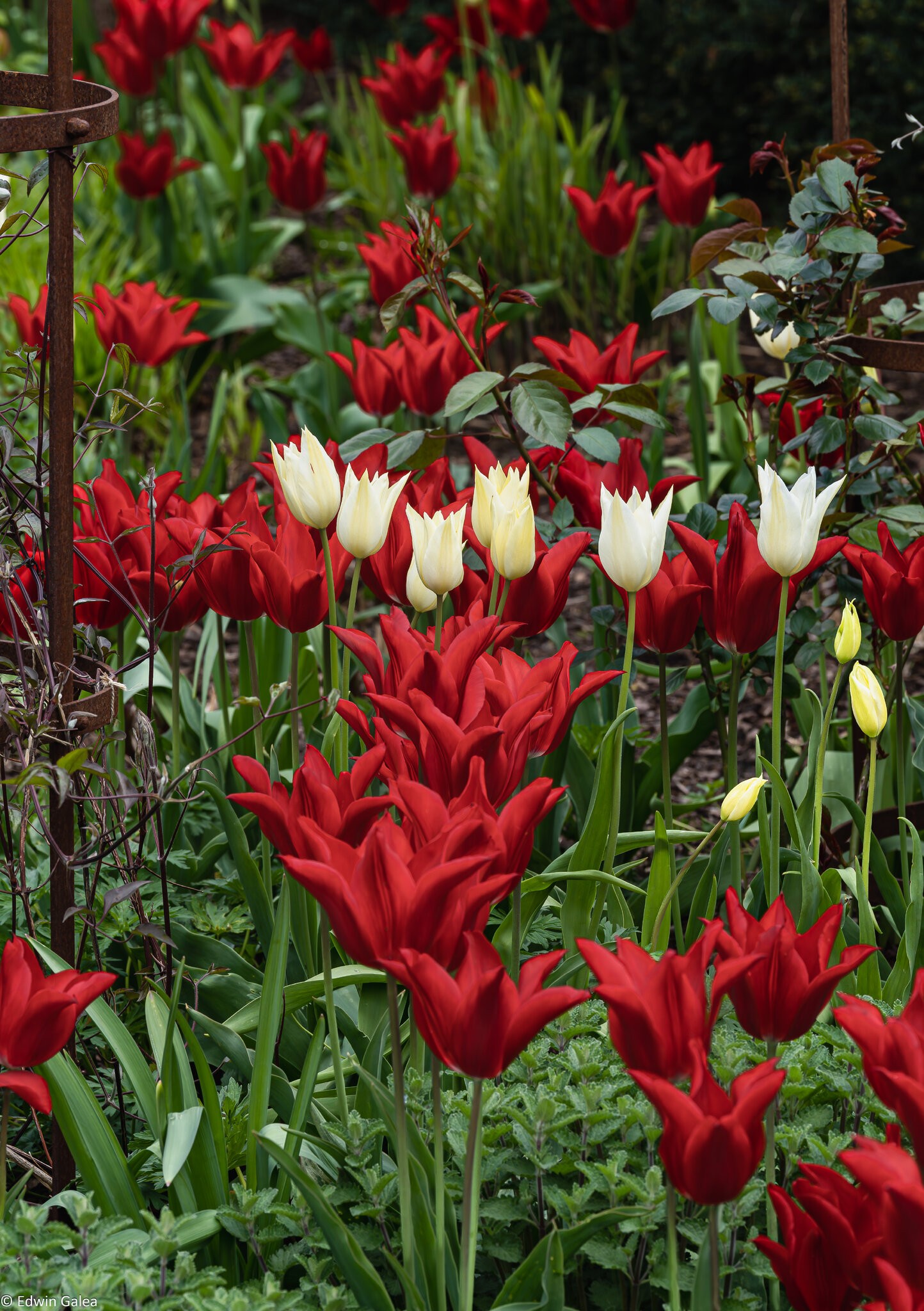 tulip_cluster-1.jpg