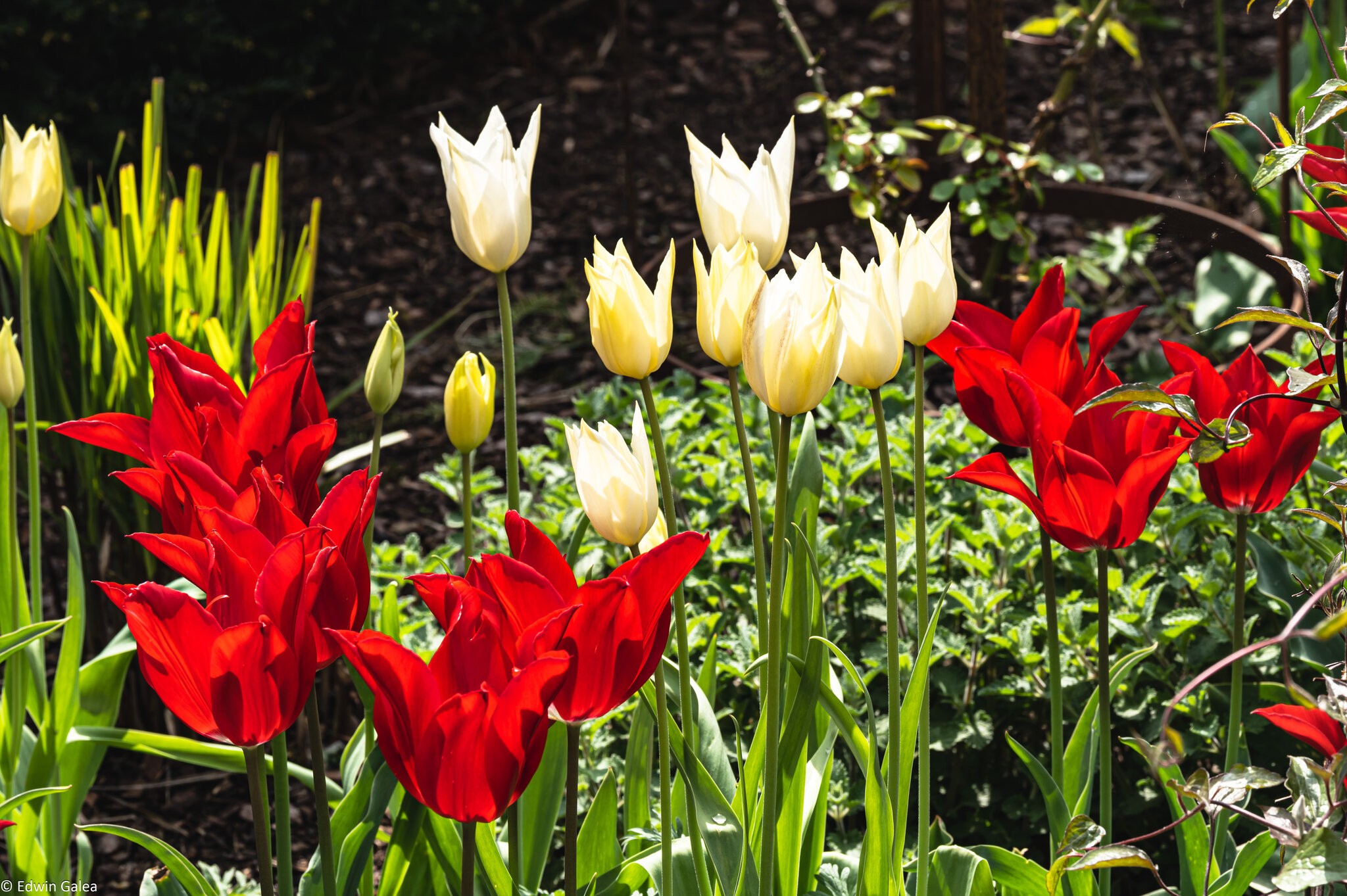 tulip_cluster-5.jpg