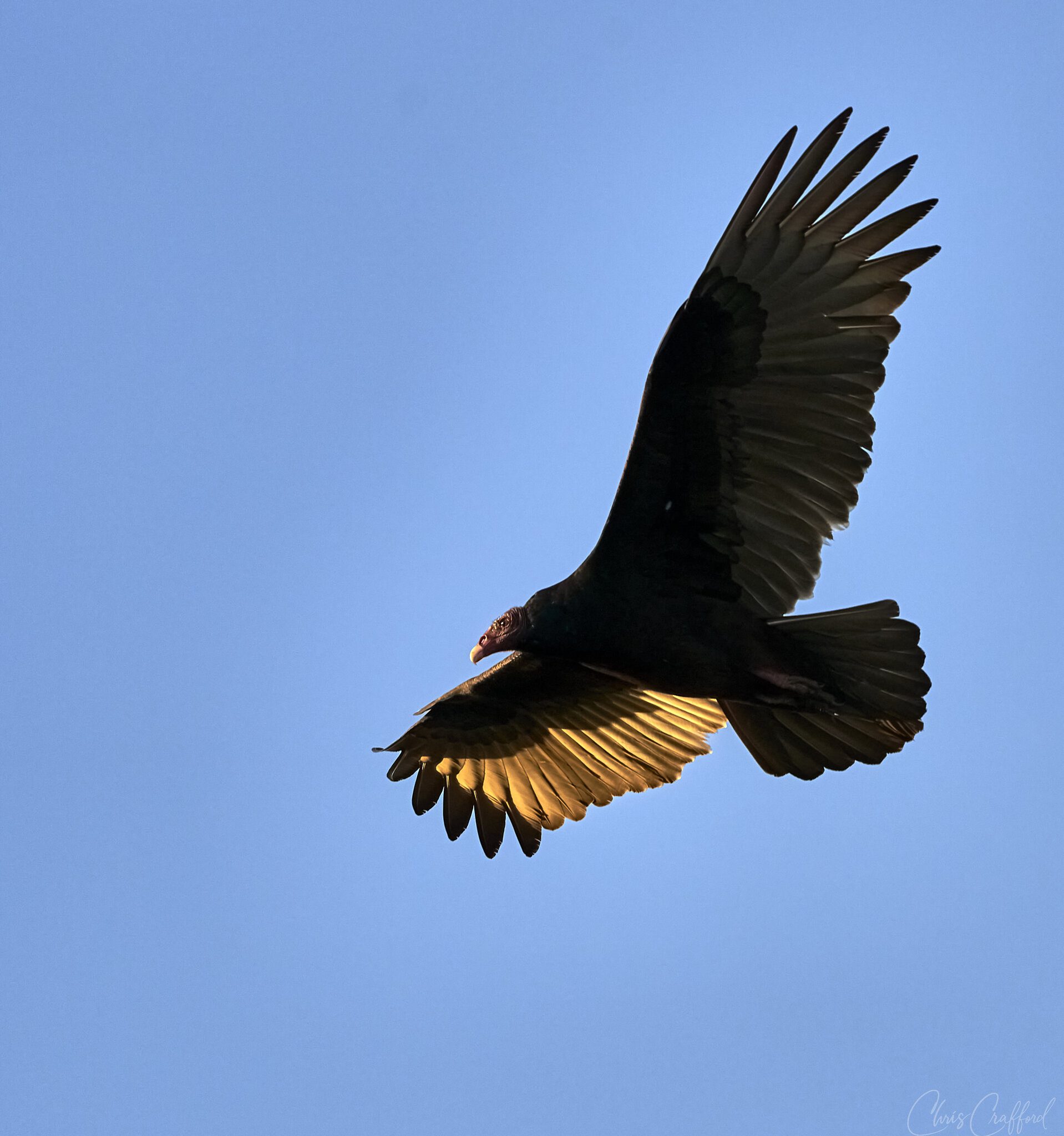 Turkey Vulture heading to roost