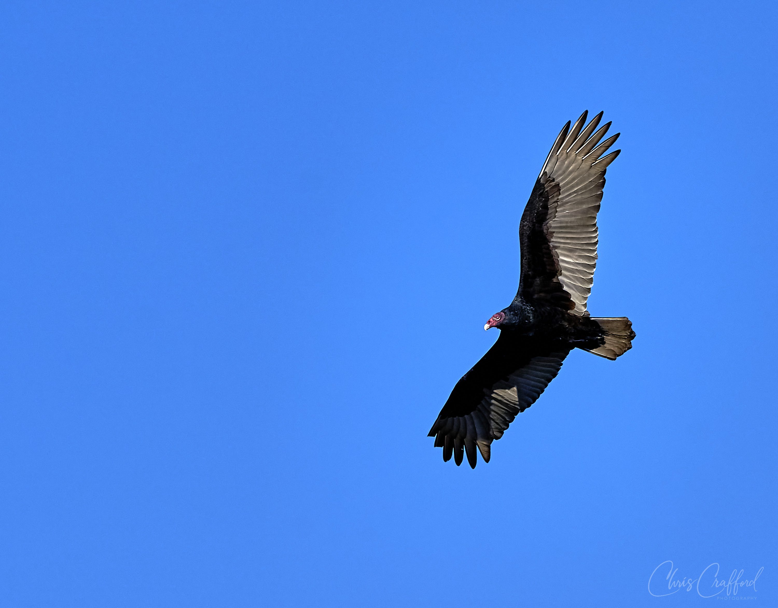 Turkey Vulture in flight 1