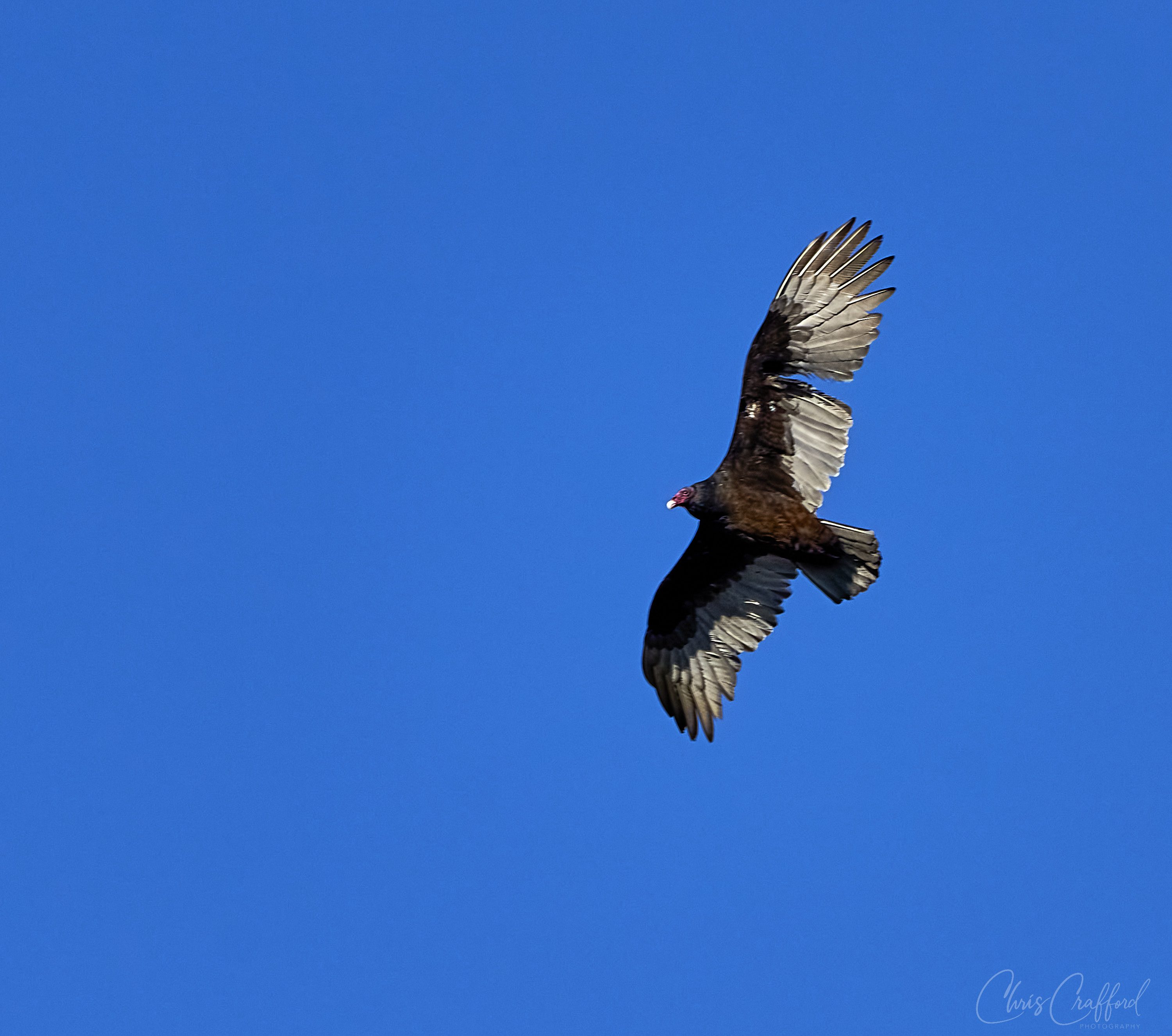 Turkey Vulture in flight 2