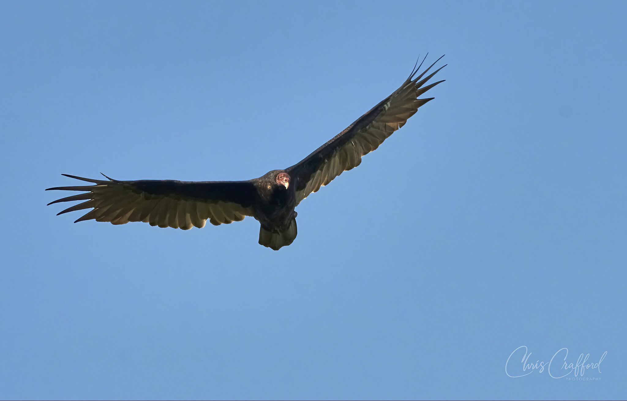 Turkey Vulture in flight 2