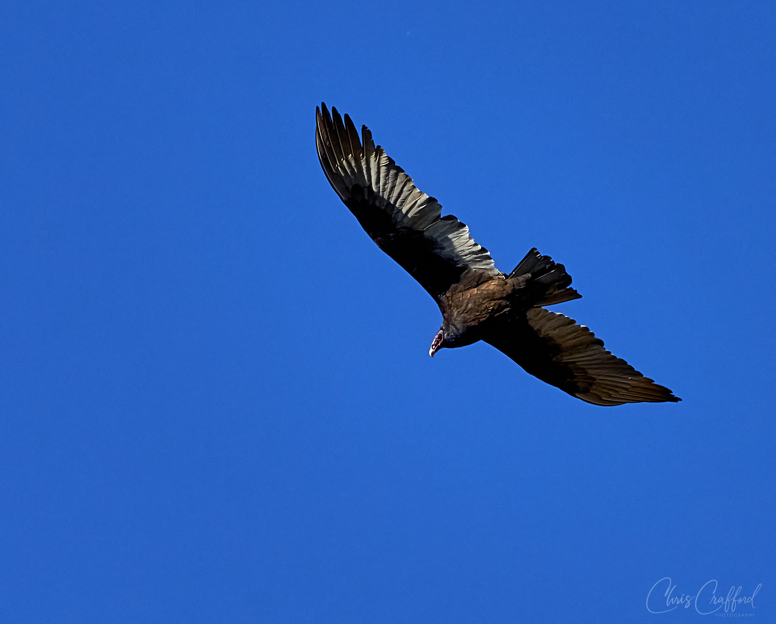 Turkey Vulture in flight 3