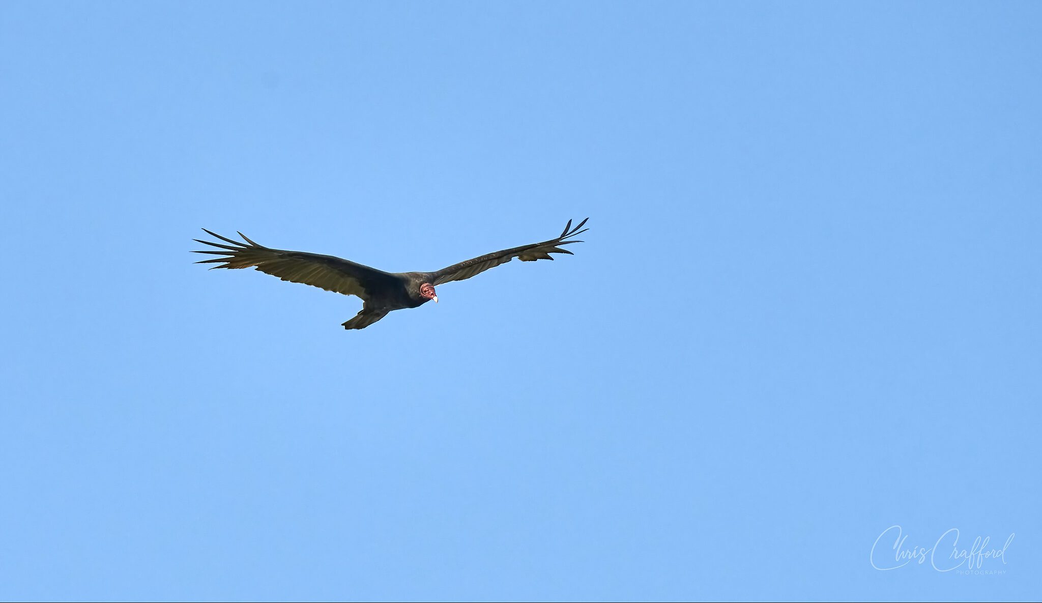 Turkey Vulture in flight