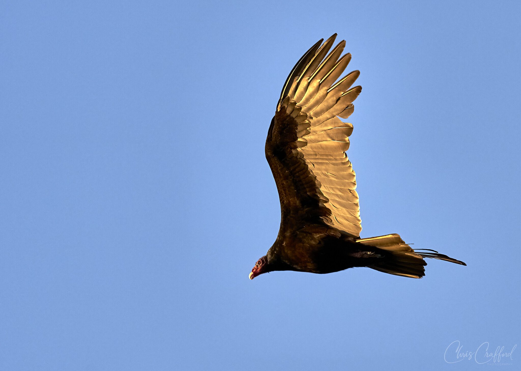 Turkey Vulture in the evening sun