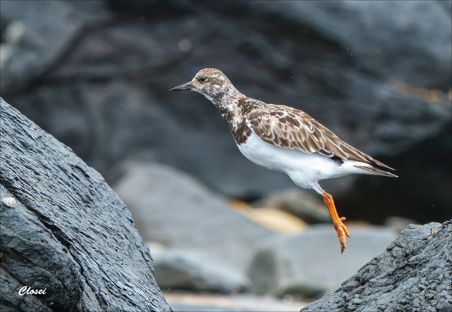 Turnstone 2-r.jpg