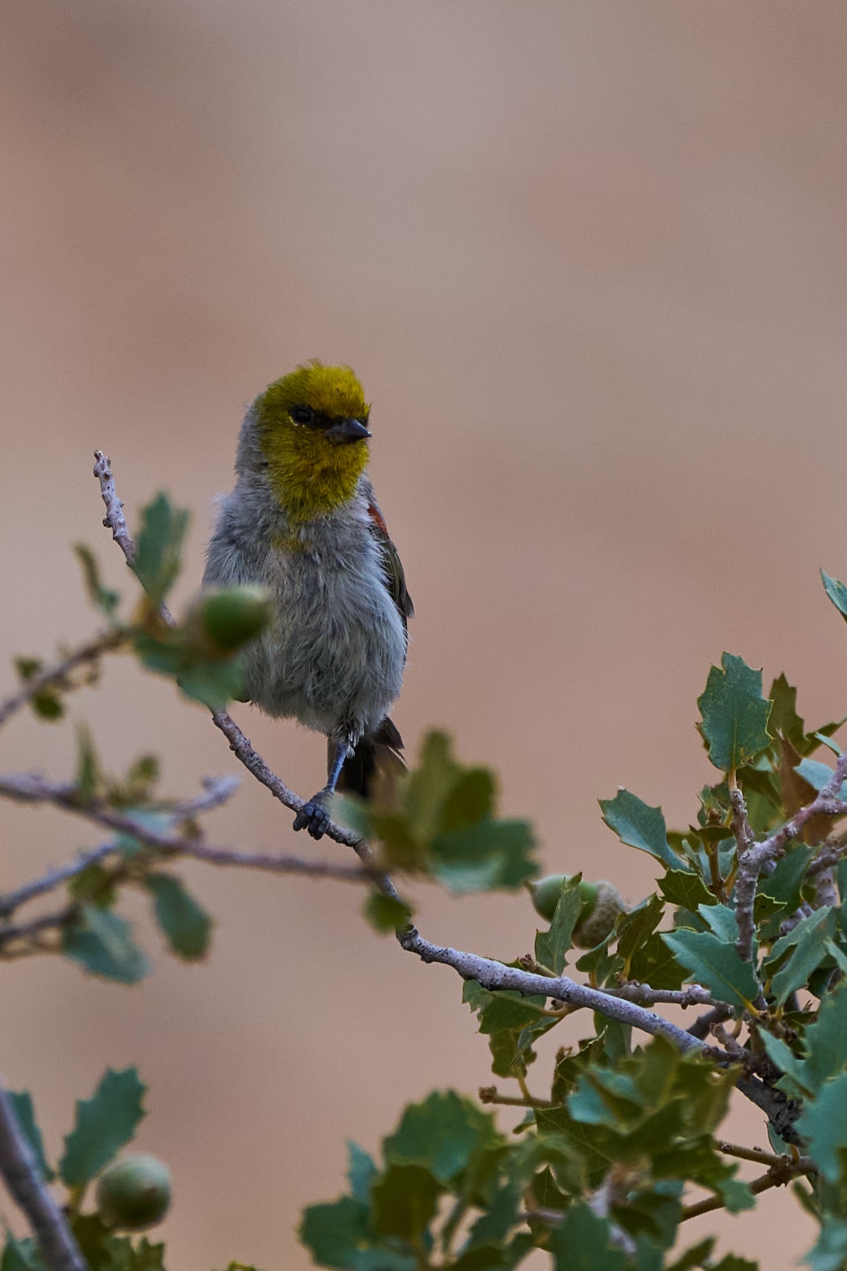 Verdin - Red Rock - 08072024 - 02.jpg