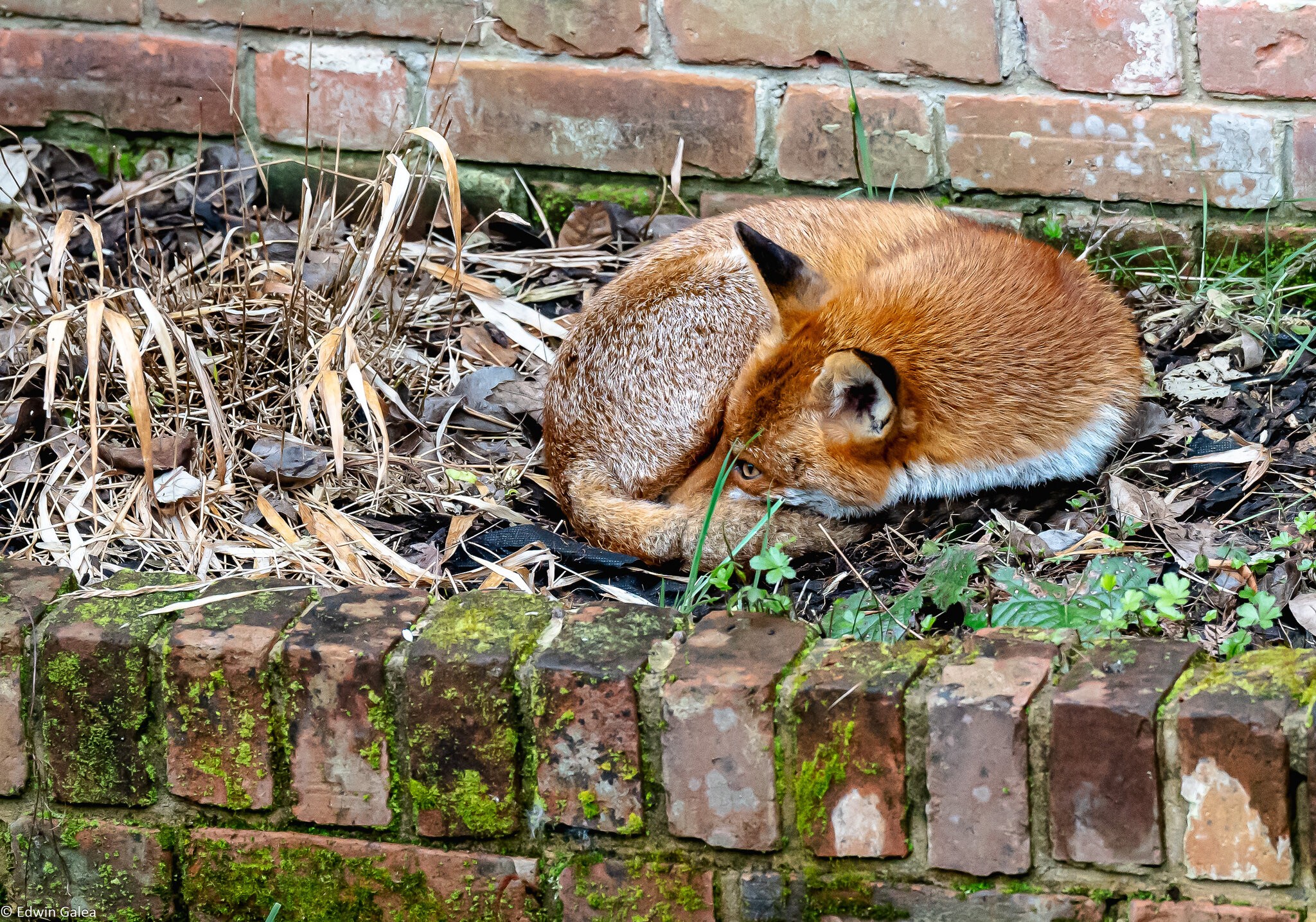 vigilant fox-1.jpg