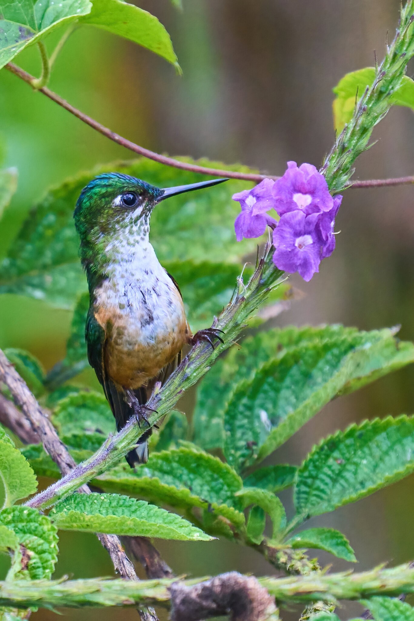 Violet-tailed Sylph - El Oro - 09112022 - 22-DN.jpg