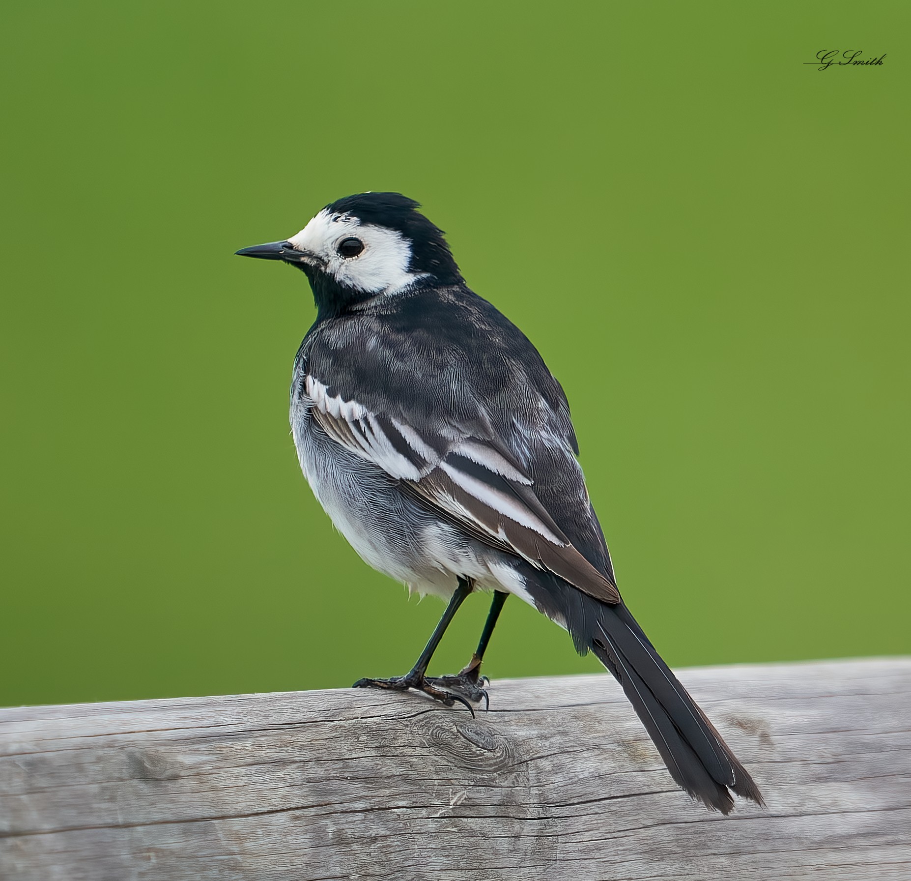 wagtail.jpg