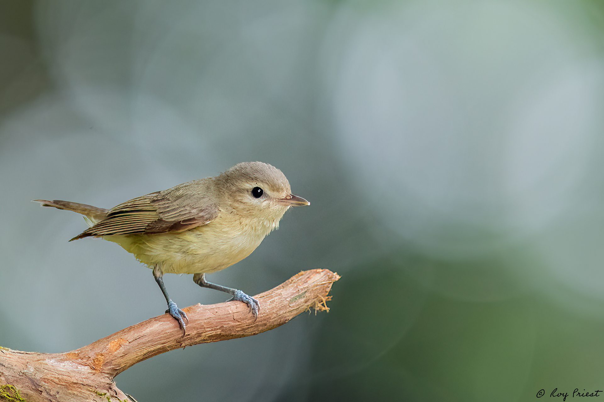 Warbling-Vireo-A1_ROY5895.jpg