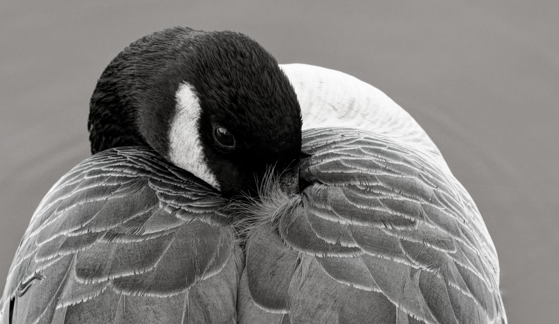 Warming My Beak 2 (B&W).jpg