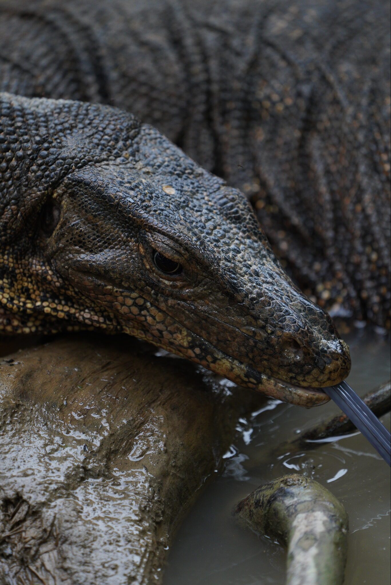 water-monitor-DSC09936.jpeg