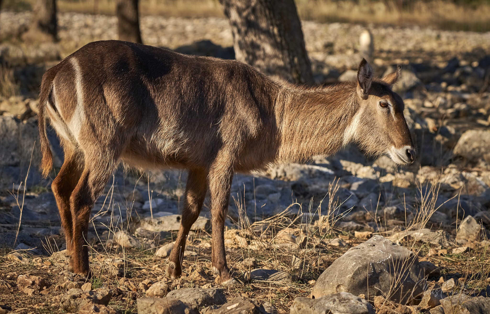 Waterbuck