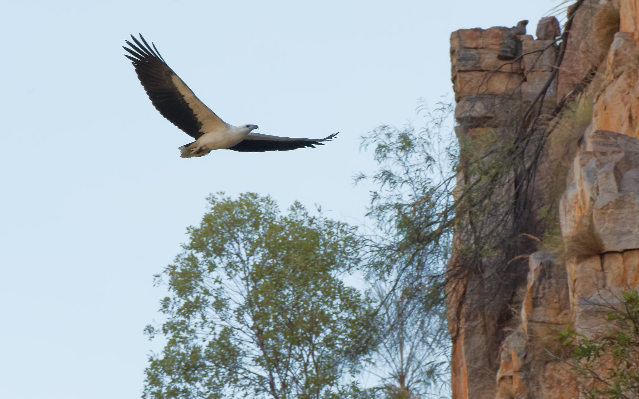 White-bellied Sea Eagle Katherine Gorge.jpg