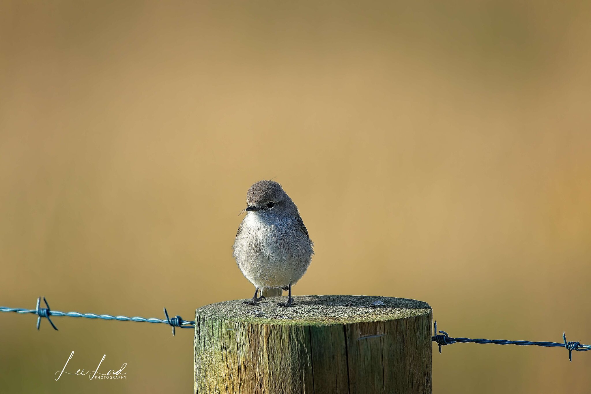 White-breasted Robin