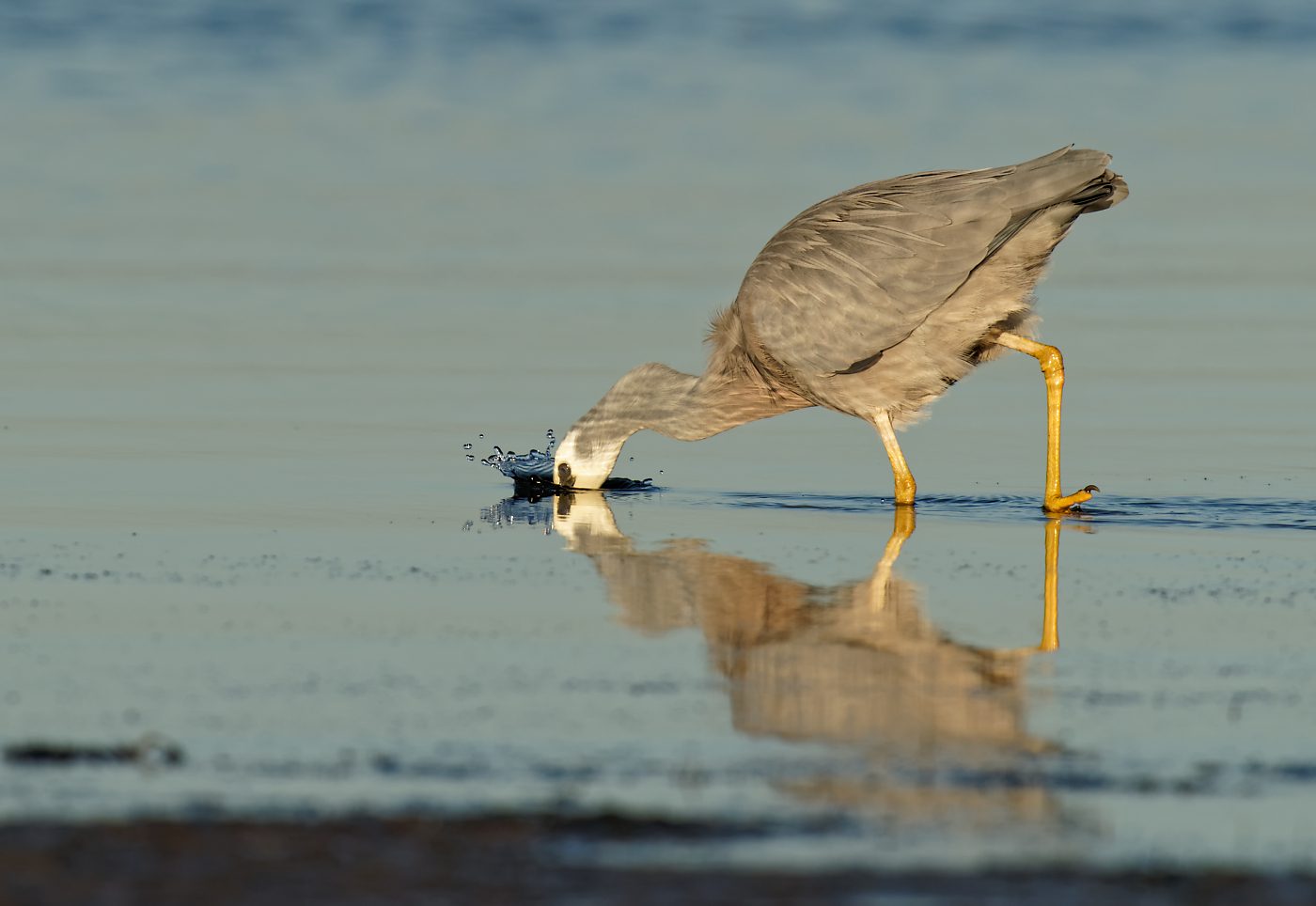 White-faced Heron (5).jpg