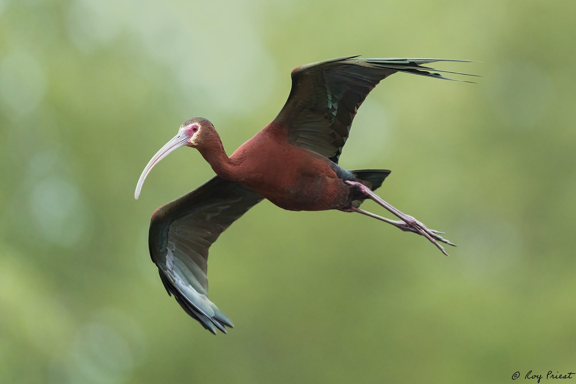 White-faced-Ibis-A1_ROY0686-Edit.jpg