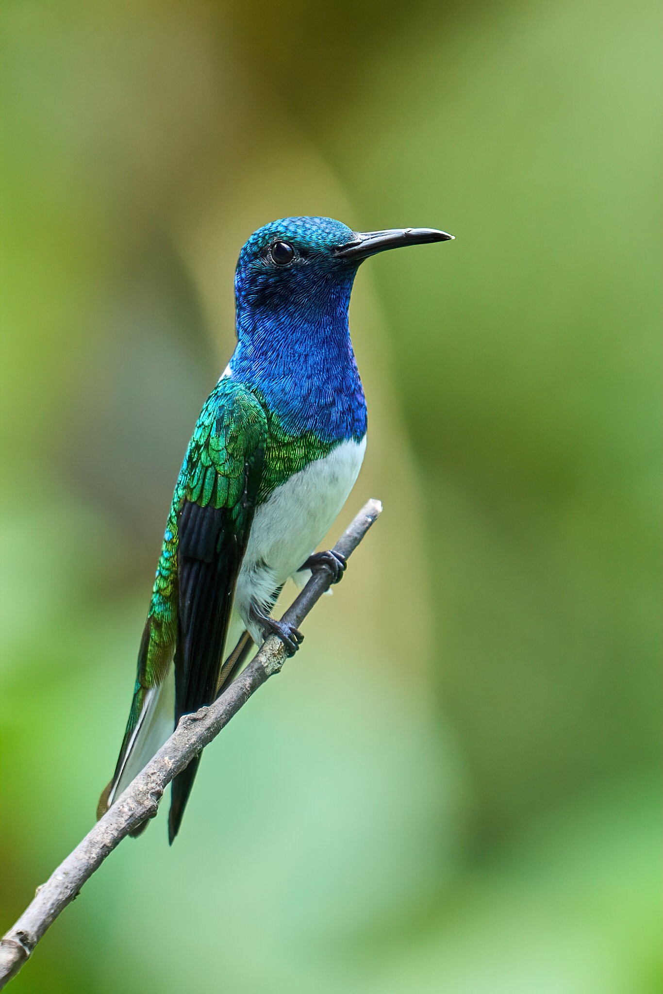 White-Necked Jacobin - El Oro - 09112022 - 01-DN.jpg