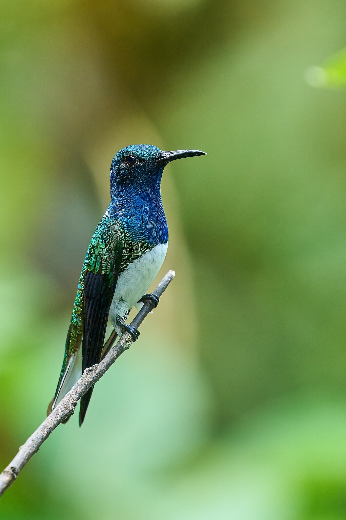 White-Necked Jacobin - El Oro - 09112022 - 01- DN.jpg