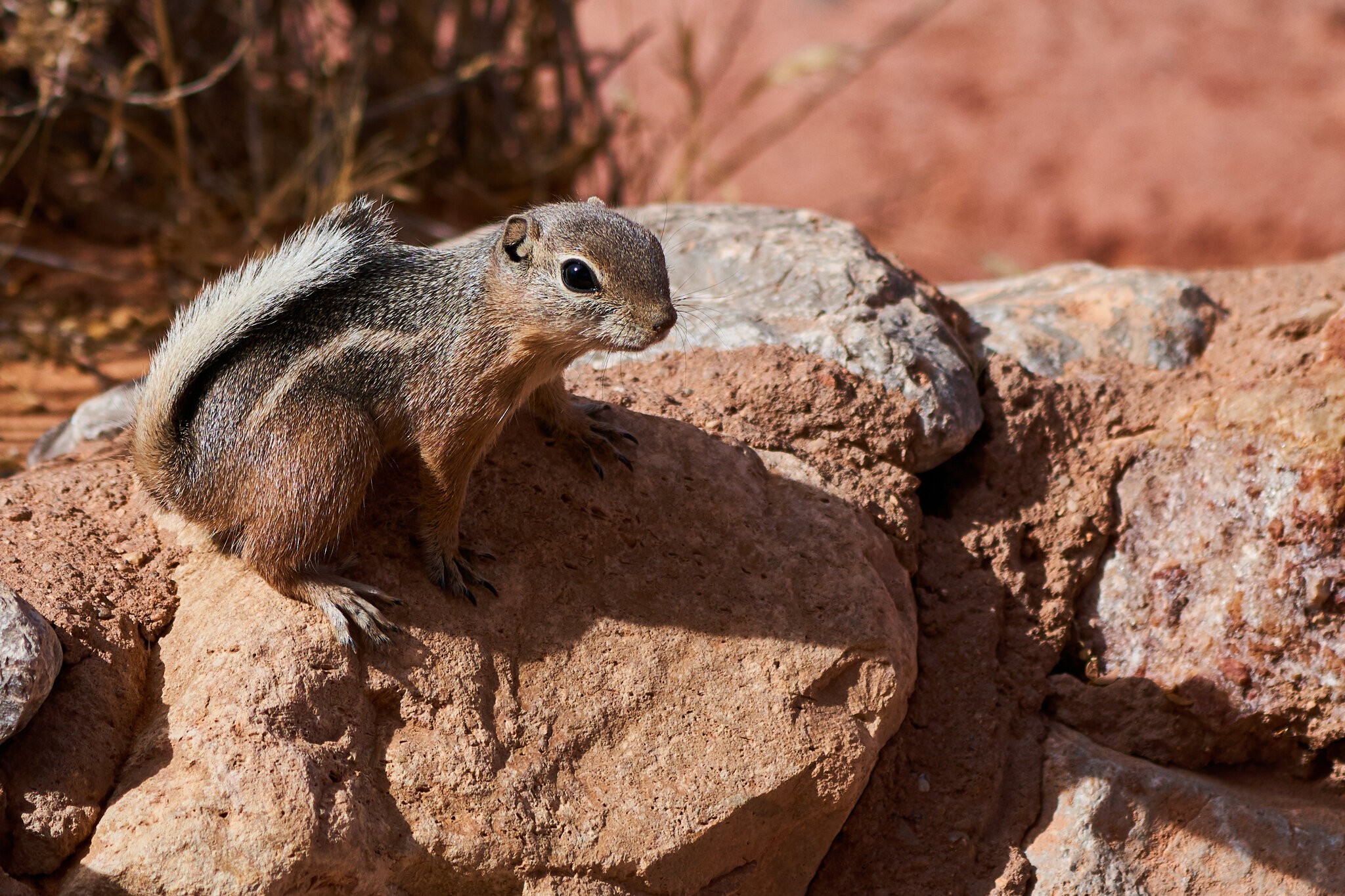 White-Tailed Antelope Ground Squirrel - VofF -10192019 - 02.jpg