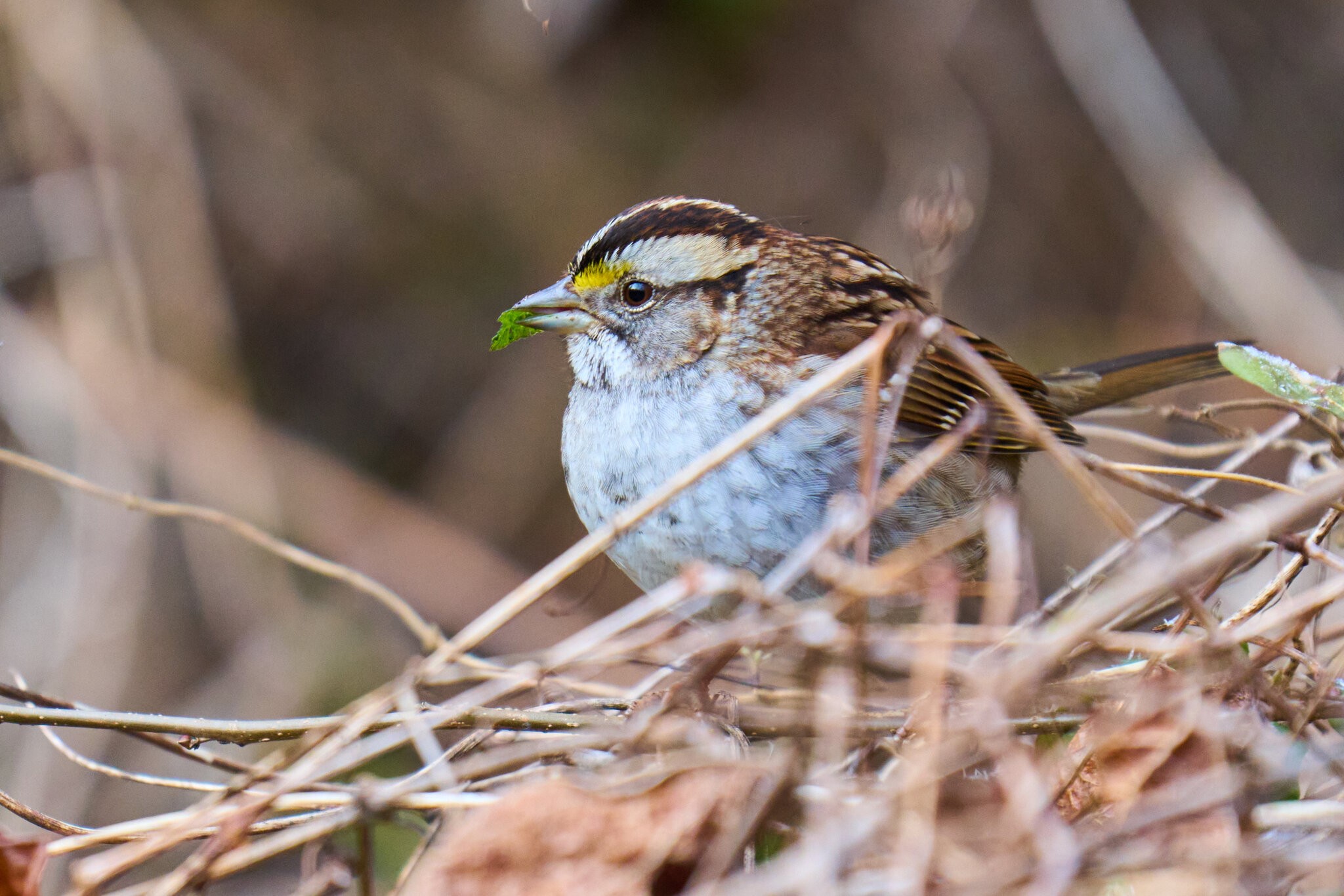 White-Throated Sparrow - BCSP - 02262024 - 01.jpg