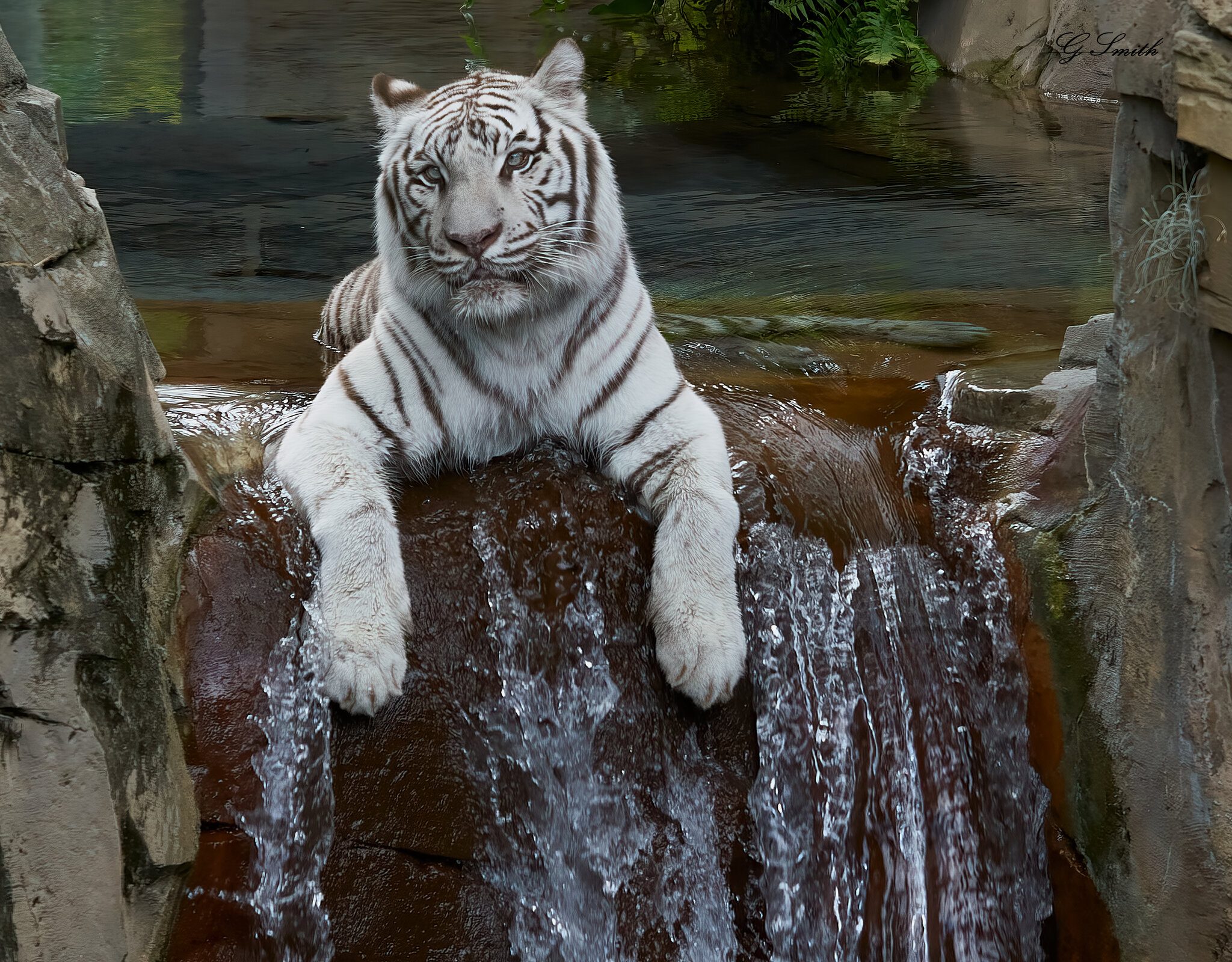 white tiger 2018 5.jpg