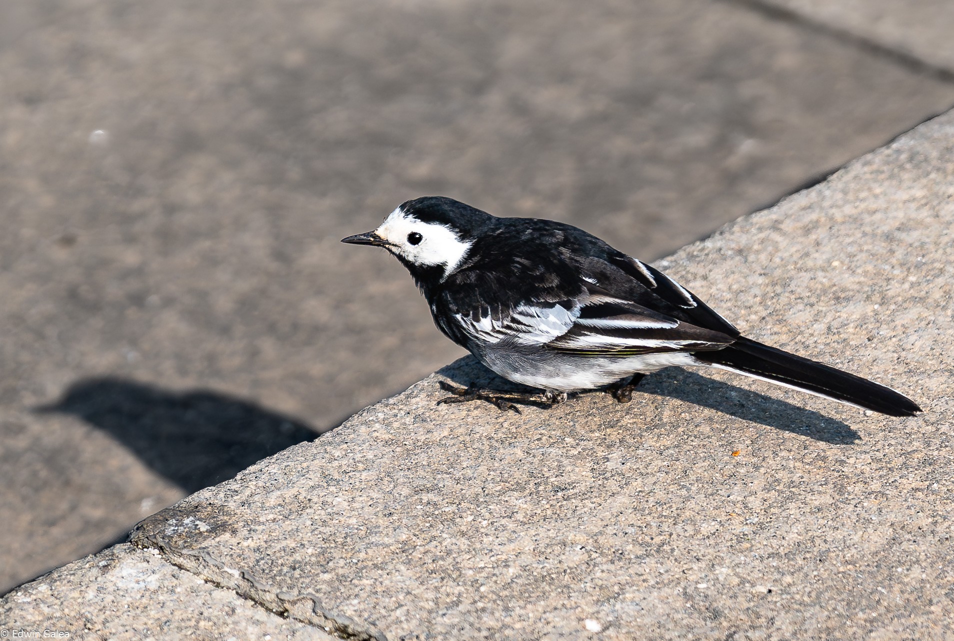 white wagtail-2.jpg