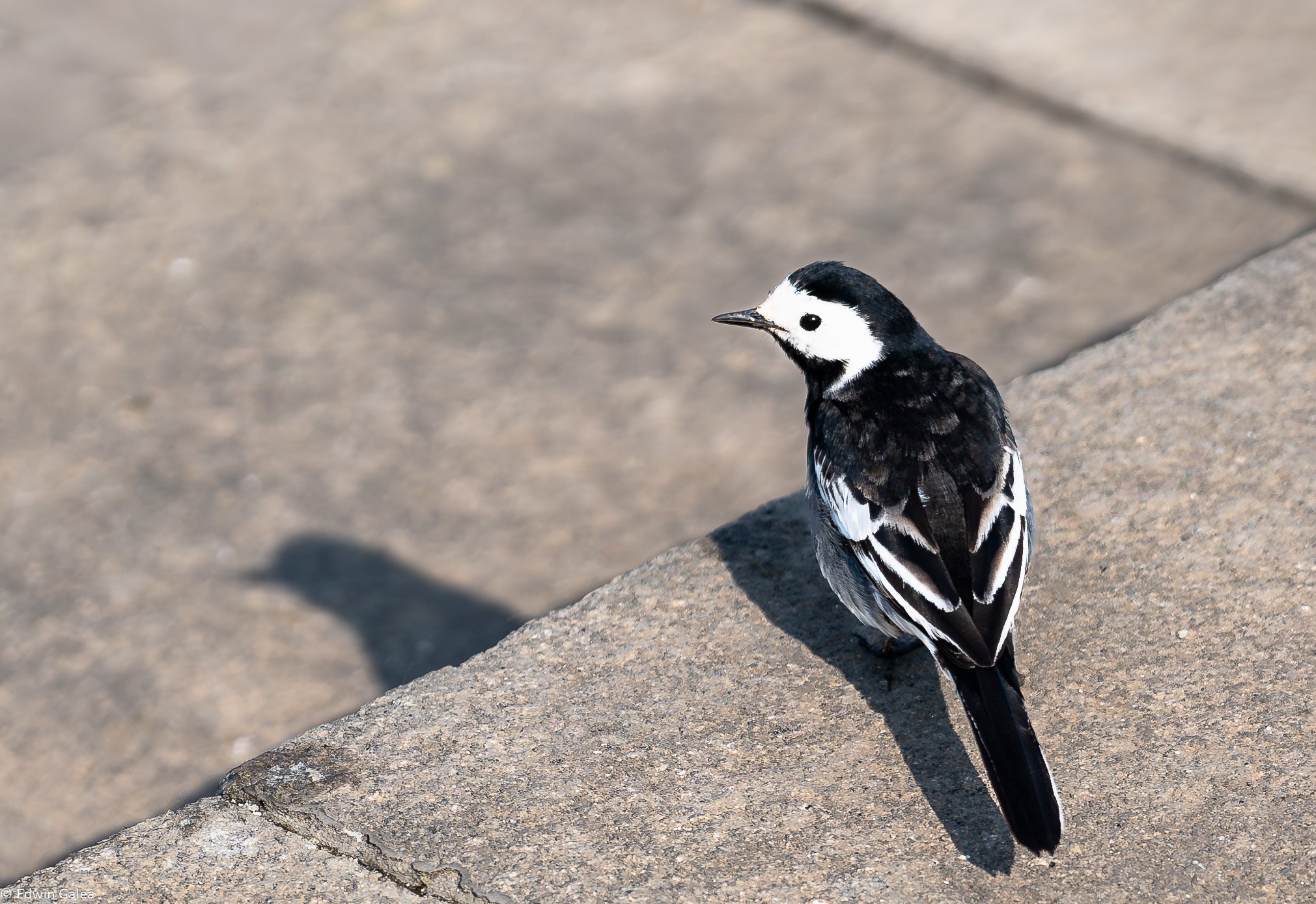 white wagtail-5.jpg