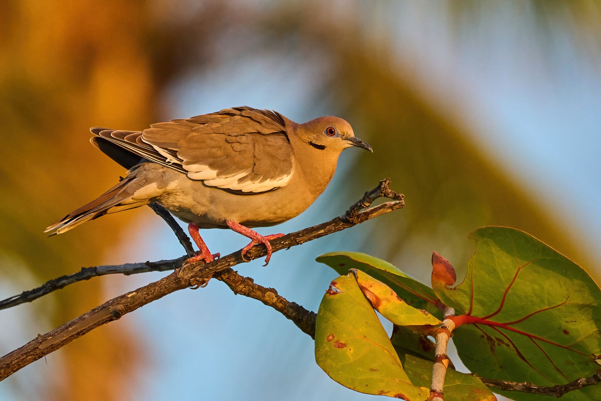 White-Winged Dove - Ponce PR - 03092023 - 01-DN.jpg