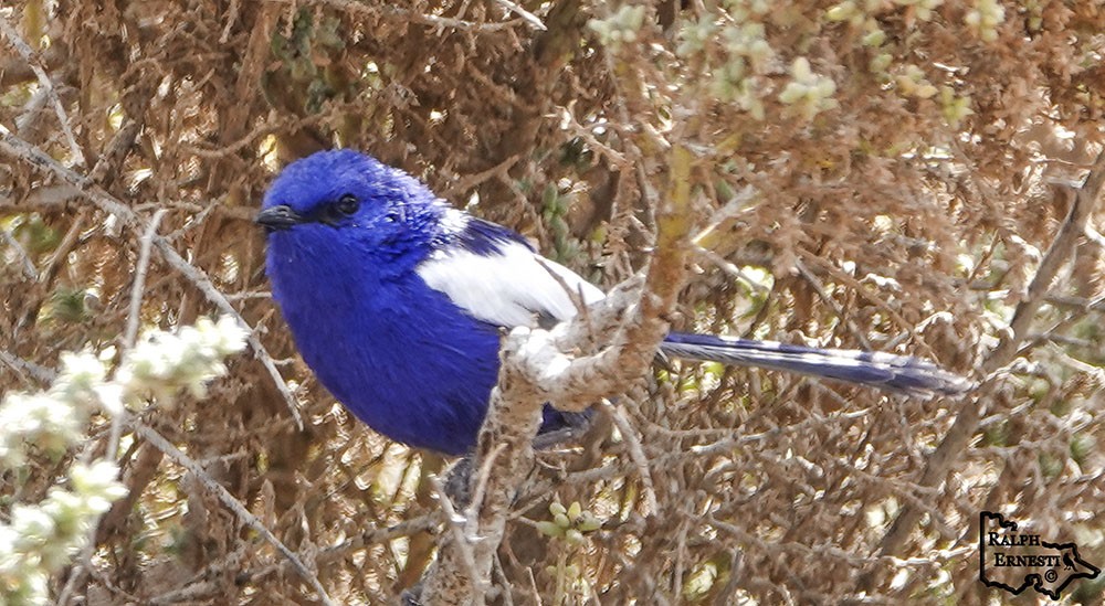 White-winged Fairy Wren 23-09-2019 (11).JPG