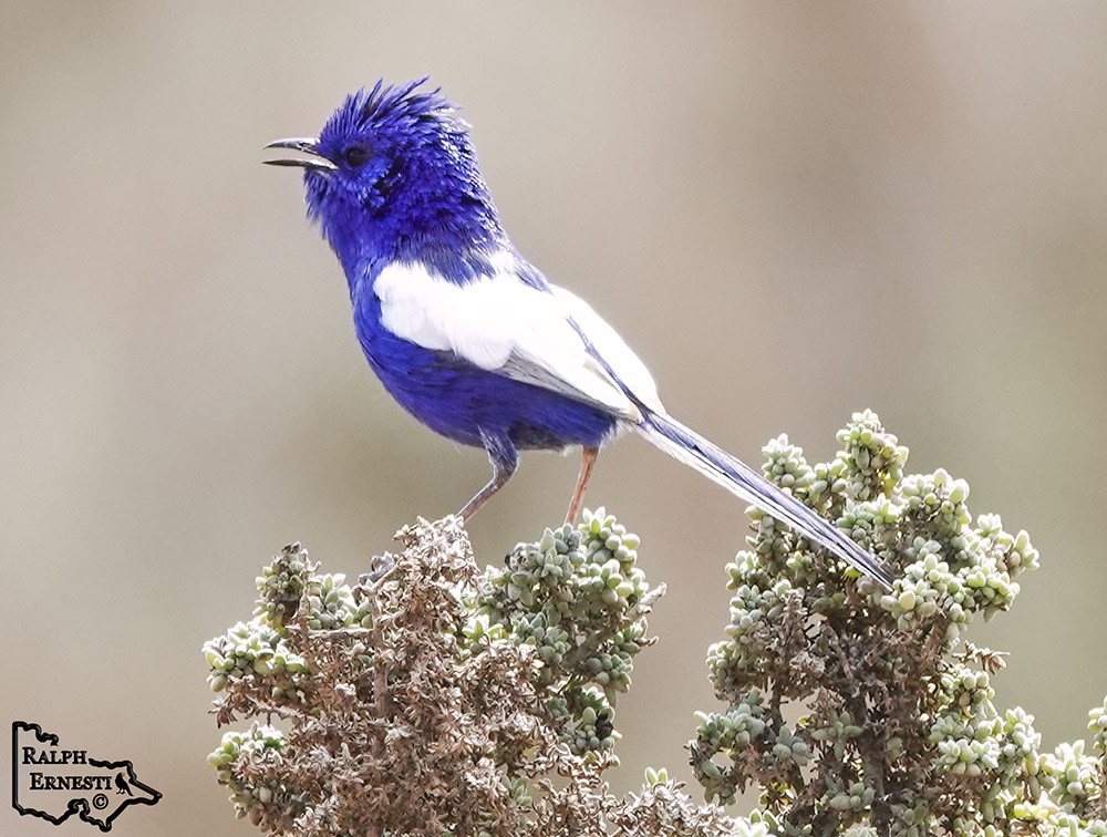 White-winged Fairy Wren 23-09-2019 (39).JPG