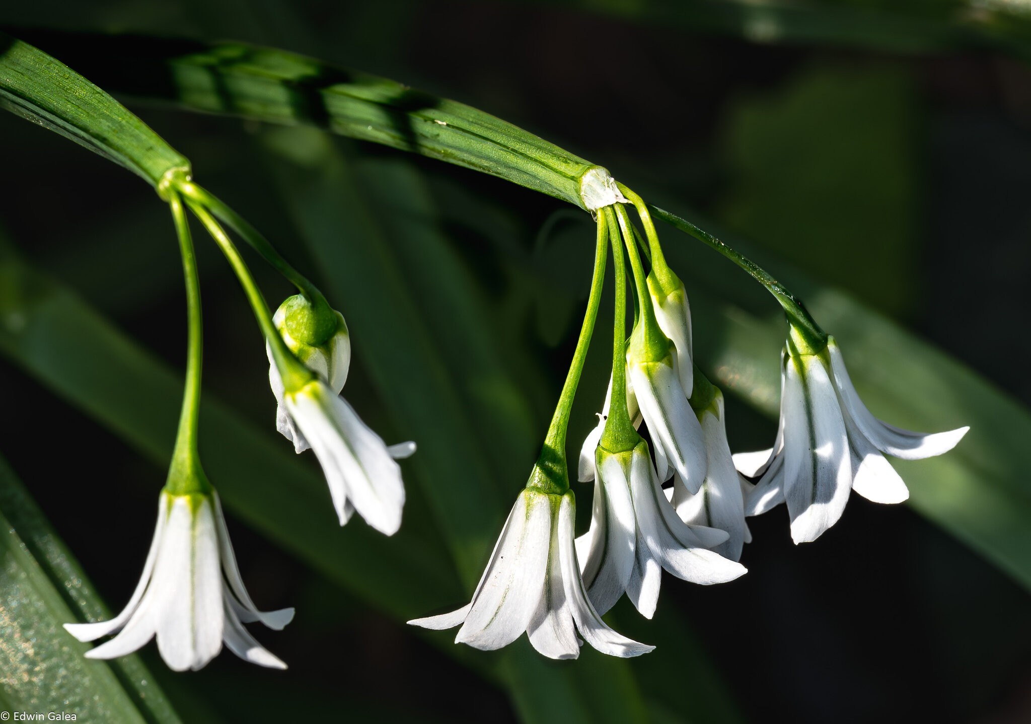 white_flowers-6.jpg