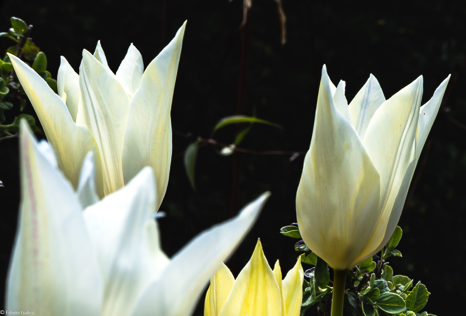 white_tulip_dn-15.jpg